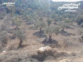  3 ارض للبيع في صوريف خلة ابو سليمان