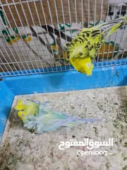  17 مجموعة طيور جواز كلها شغاله أن شاء الله