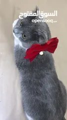  4 قطط سكوتش فولد موقي للبيع ‏Scottish Fold Moogie Kittens