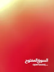  1 بدي سلحفاه للبيع في القدس وضواحيها