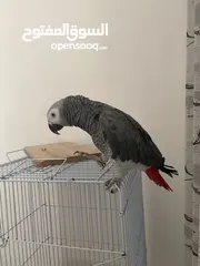  2 Grey african parrot