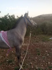  3 مهر سنه وثلاث