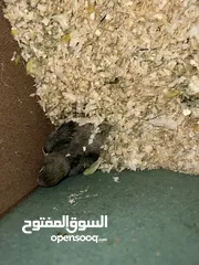  6 طيرة انجليزي رمادية ومخاليف فيش. وفراخ روز للزق اليدوي. الرجاء قراءة الوصف