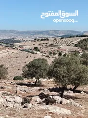  3 ارض للبيع جرش عنيبه سكان المهندسين
