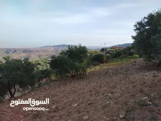 26 مزرعة زيتون ملوكية اطلالة ع الغرب و جبال فلسطين ع ثلاث شوراع قرب شارع الستين ثغرة السلطان