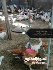  8 فقاسه البلده للبيع دجاج وبيض فرنسي بلونين الأحمر والأبيض