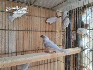  3 متاح جوزين جاوا مخاليف بايد لون ابيض والمنيوم وجوز لون اسود