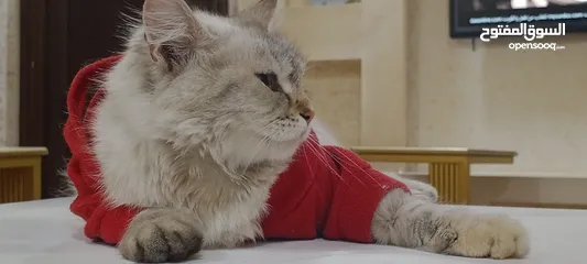  3 شانشيلا للبيع