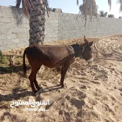  2 حمار للبيع