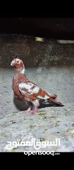  1 فراخ وفحلين
