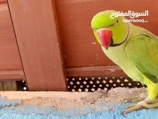  2 فحل دره اليف ومطوق ذكر بداية كلام لعبه  عجلون