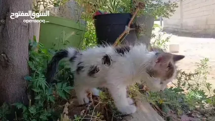  6 قطط للتبني