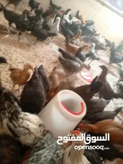  9 فراخ بلدي عمر شهرين واسبوع مطعمات جميع التطعيمات صحه ونظافة وحجم