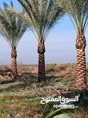  4 يتوفر جميع أنواع الاشجار  حمضيات لوزيات شجر زينه نسعد بخدمتكم