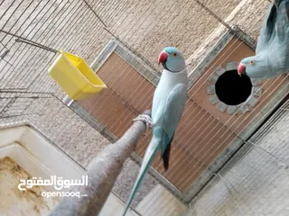  10 جواز دره نخب شغاله
