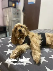  5 American cocker spaniel male puppy 5 months old full vaccination and passport done