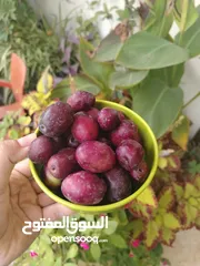  2 زيتون اسود حبة كبيرة