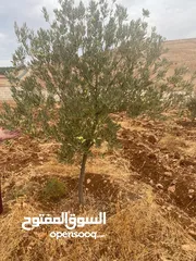  1 3800 م قريبة من شارع الأردن 5 دقائق حوض العين