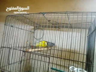  1 جوزرن كنار