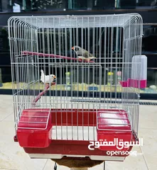  3 عرض خاص طيور الجنة