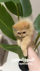  2 Persian kitten