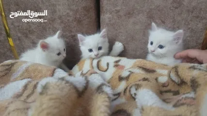  2 قطط هملايا كتن للبيع