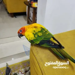  1 بغبغاء صن كنيور للبيع الوصف مهم