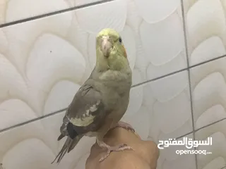  3 ككتيل اليف 1000/1000