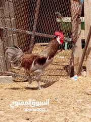  1 ديك للبيع أنا عارض فقط أقرا الوصف