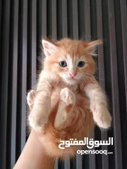  8 قطط للبيع مكس شانشيلا