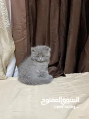  5 قطط بريتش ستريت وفولد للبيع