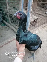  3 ميواليه اصليه جاهزه الانتاج