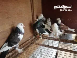  2 لبيع حمام نفاخ