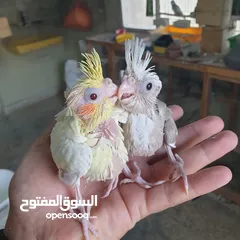  2 فراخ كوكتيل للزق اليدوي