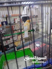  5 كناري فحول نار يوجد جواز و مخاليف بسم الله ماشاء الله جاهزة مية بالمئة