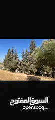  7 قطعت ارض في أم جوزه دنم و 23 متر (قابل  للتفاوض)موقع رائع الحجر مستورد من نابلس و انبا في 1950
