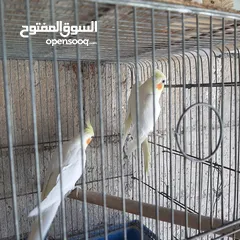 3 كوكتيل لاتينو شغال