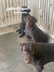  2 للبيع كلاب لابرادور مستوه ممتاز for sale dogs  Labrador ذكر شوكلات  نثيه شوكلات ثنيه سوده  مدربين