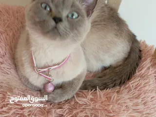  15 كتن كتنز بيبي  قطه شيرازي و قط شنشيلا ابيض ناصع و عيون زرق و قط و قطه يا   شبه تبني للتبني بسعر رمزي