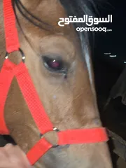  3 ‏مهرة عربية للبيع