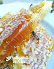  22 يوجد عسل طبيعي مكفول 100٪ من جبال عجلون _ عرجان سعر الكيلو 15 دينار + هدية علبة حبوب لقاح