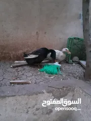  3 جوز بط ذكر وأنثى يمكن تبديل بطيور حب