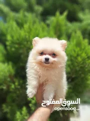  10 بومارينيان تيكب أصغر حجم مستوى عالي جدا pomeranian t_cup