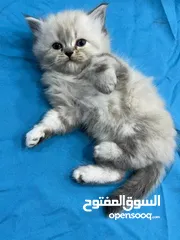  2 قطط صغيرة للبيع