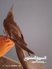  5 ببغاء كوكتيل وايت فيس اليف جدا