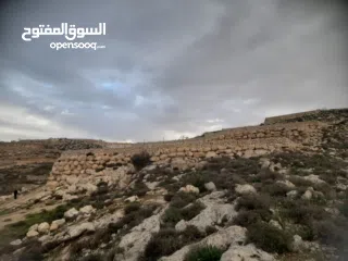  7 1800 م ارض طابو A الخليل دورا  خرسه