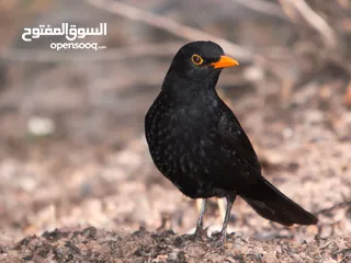  1 افراخ. شحروور من النوادر وفراخ بلابل عراقيه ترباي
