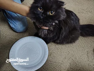  4 قطة أنثى للبيع هملايا