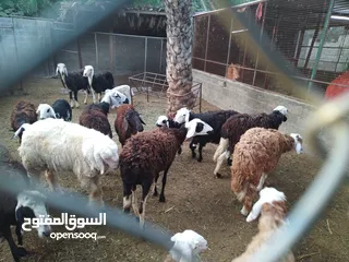  4 كبش تهجين سمين