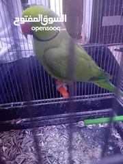  1 للبدل على كنارات او للبيع